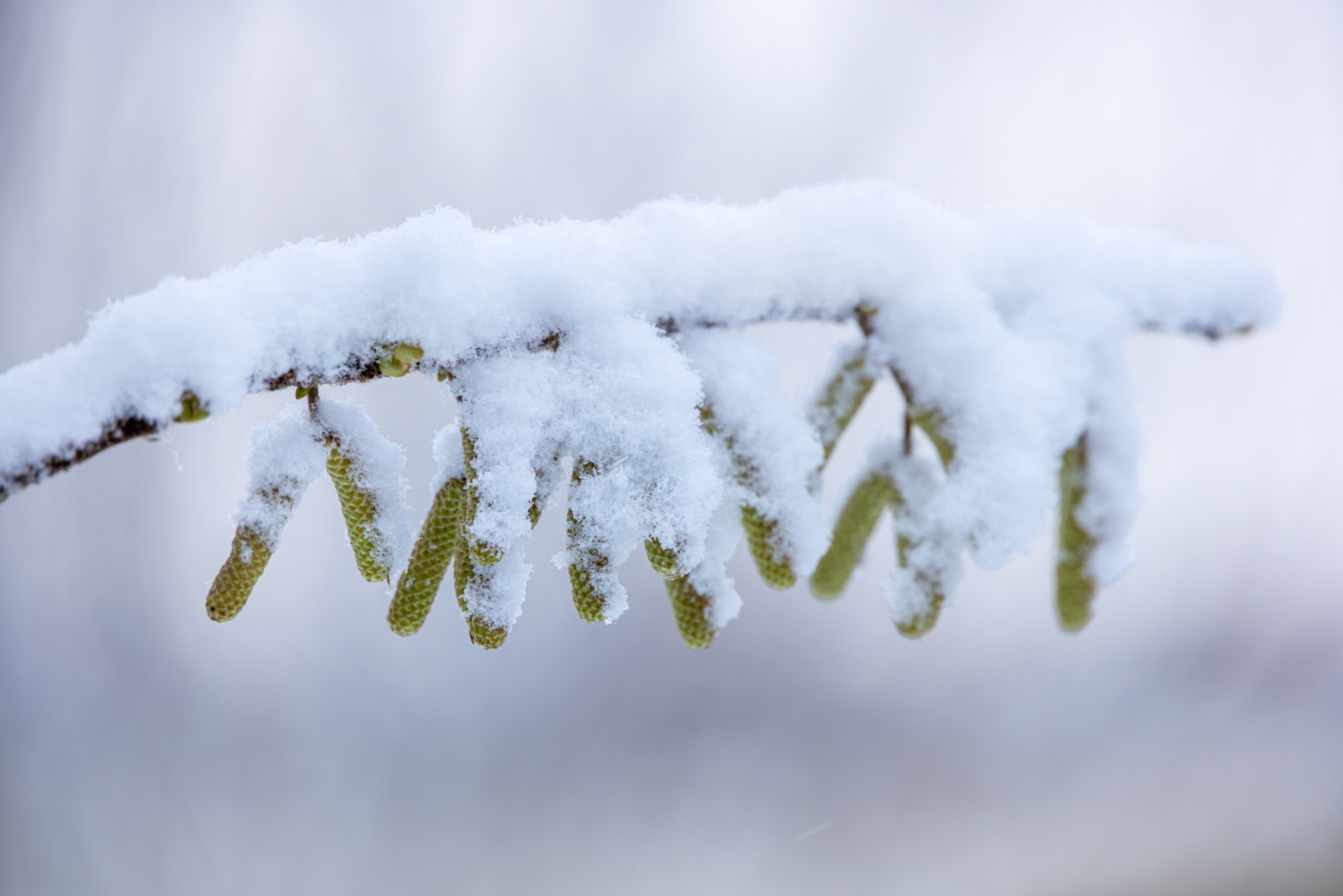 Snowy branch with catkins in soft winter light, macro, Netherlands