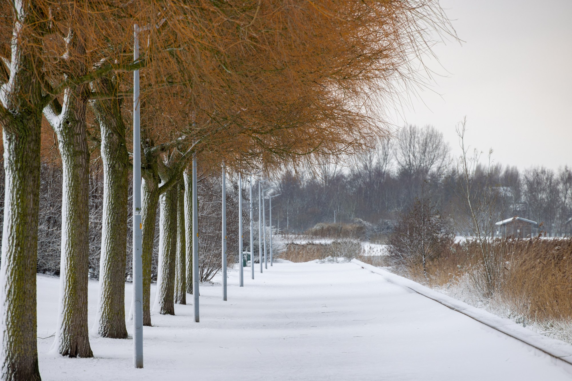 Row of pollard willows with ochre crowns along a snowy path, Netherlands