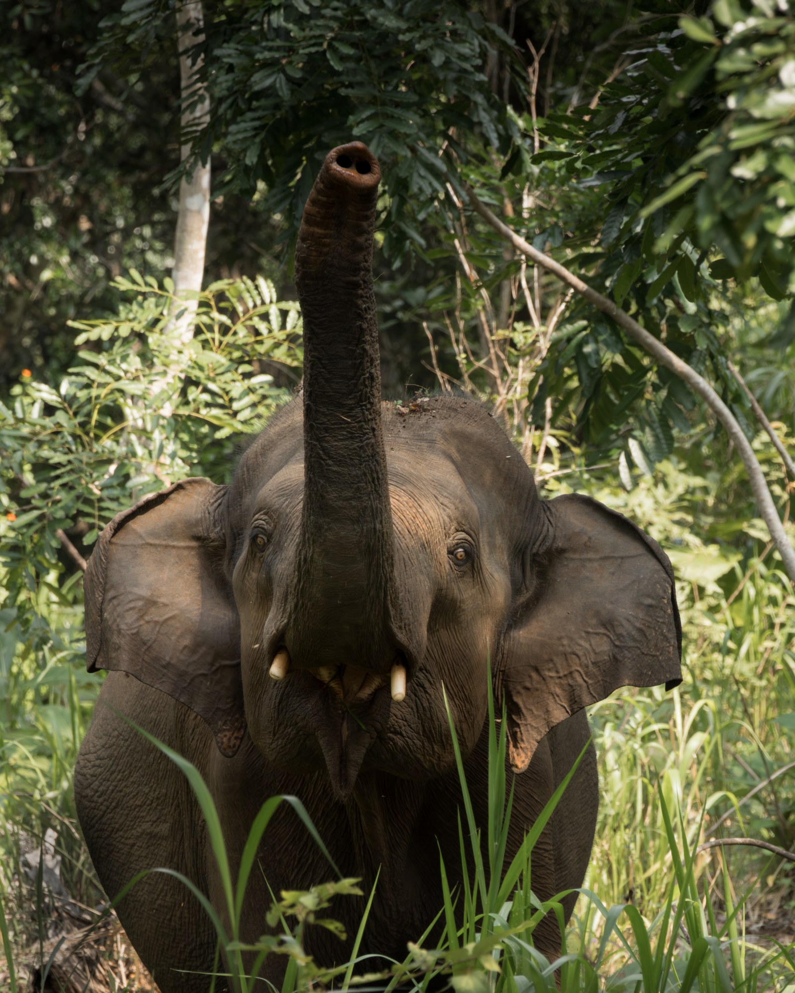 Wild elephant among the green, Sri Lanka