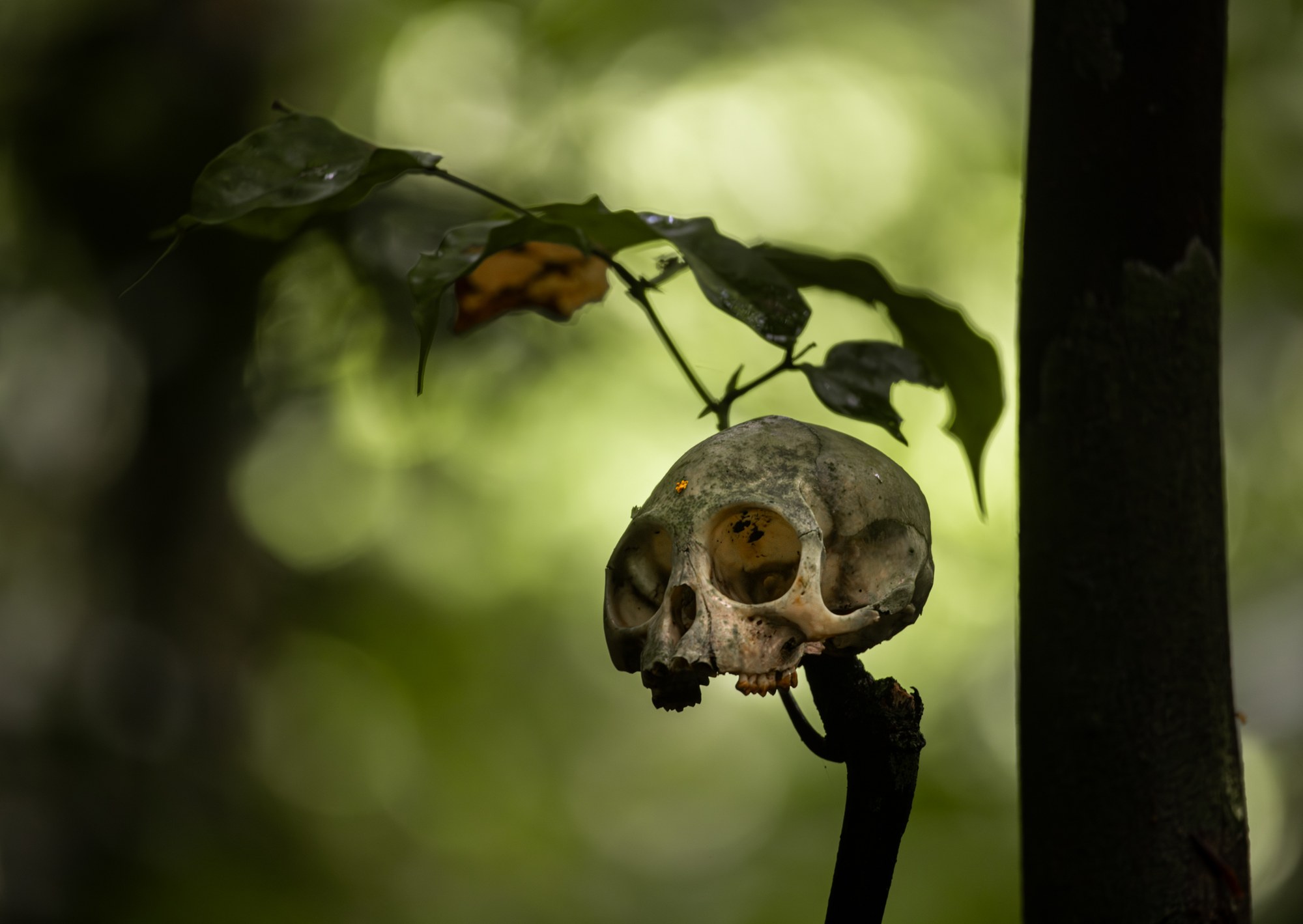 Fine-art still life in soft natural light, Sri Lanka